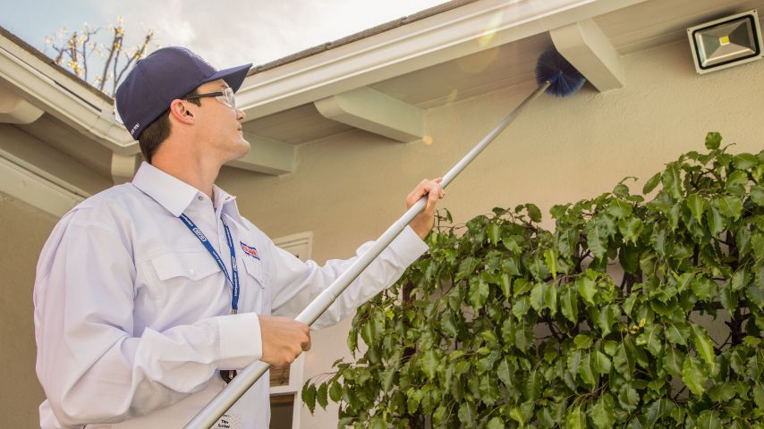 Pest Control in Lahore Ensuring pest control services